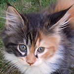 Kotka Maine Coon