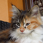 Kotka Maine Coon