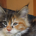 Kotka Maine Coon