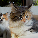 Kotka Maine Coon