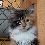 Kotka Maine Coon