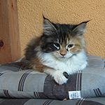 Kotka Maine Coon