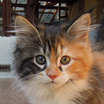 Kotka Maine Coon