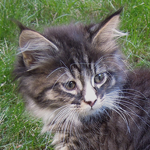 Kocurek Maine Coon