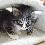 Kocurek Maine Coon