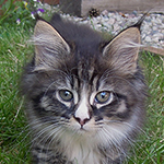 Kocurek Maine Coon