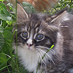 Kocurek Maine Coon