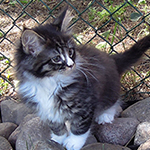 Kocurek Maine Coon