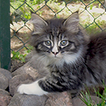 Kocurek Maine Coon