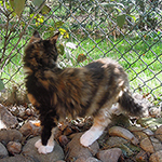 Kotka Maine Coon