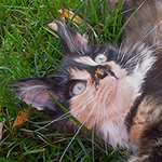 Kotka Maine Coon