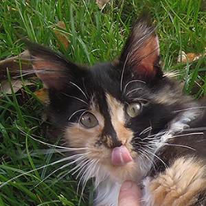 Kocurek Maine Coon