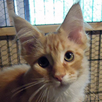 Kotka Maine Coon
