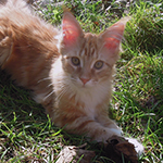 Kotka Maine Coon