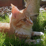 Kotka Maine Coon