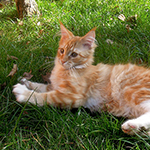 Kotka Maine Coon