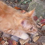 Kotka Maine Coon