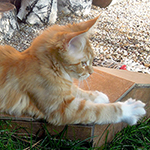 Kotka Maine Coon