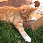 Kotka Maine Coon