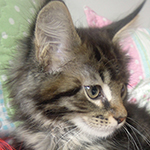 Kocurek Maine Coon