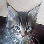 Kocurek Maine Coon