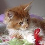 Kocurek Maine Coon