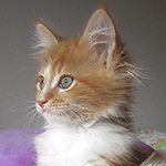 Kocurek Maine Coon