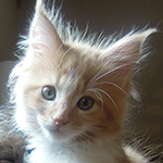 Kocurek Maine Coon
