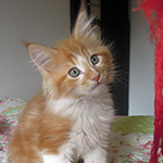 Kocurek Maine Coon