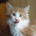 Kotka Maine Coon