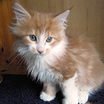 Kotka Maine Coon