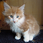 Kotka Maine Coon