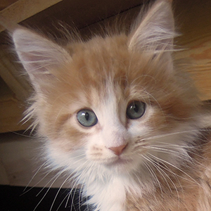 Kotka Maine Coon