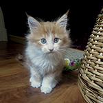 Kotka Maine Coon