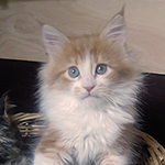 Kotka Maine Coon