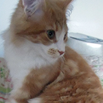 Kotka Maine Coon