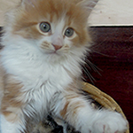 Kotka Maine Coon