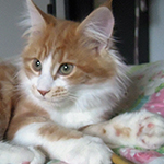 Kotka Maine Coon