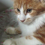 Kotka Maine Coon