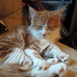 Kotka Maine Coon