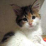 Kotka Maine Coon