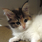 Kotka Maine Coon