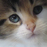 Kotka Maine Coon