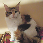 Kotka Maine Coon