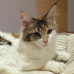 Kotka Maine Coon