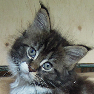 Kocurek Maine Coon