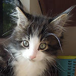 Kocurek Maine Coon