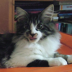 Kocurek Maine Coon