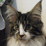 Kocurek Maine Coon