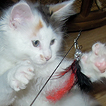 Kotka Maine Coon